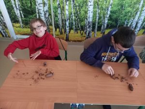 uczniowie w ławkach pracują nad zniszczeniem szyszek, celem wydobycia z nich nasion