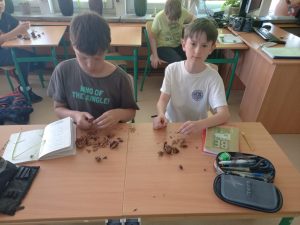 uczniowie w ławkach pracują nad zniszczeniem szyszek, celem wydobycia z nich nasion