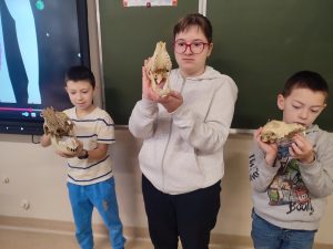 uczniowie prezentują modele czaszek i innych elementów szkieletu